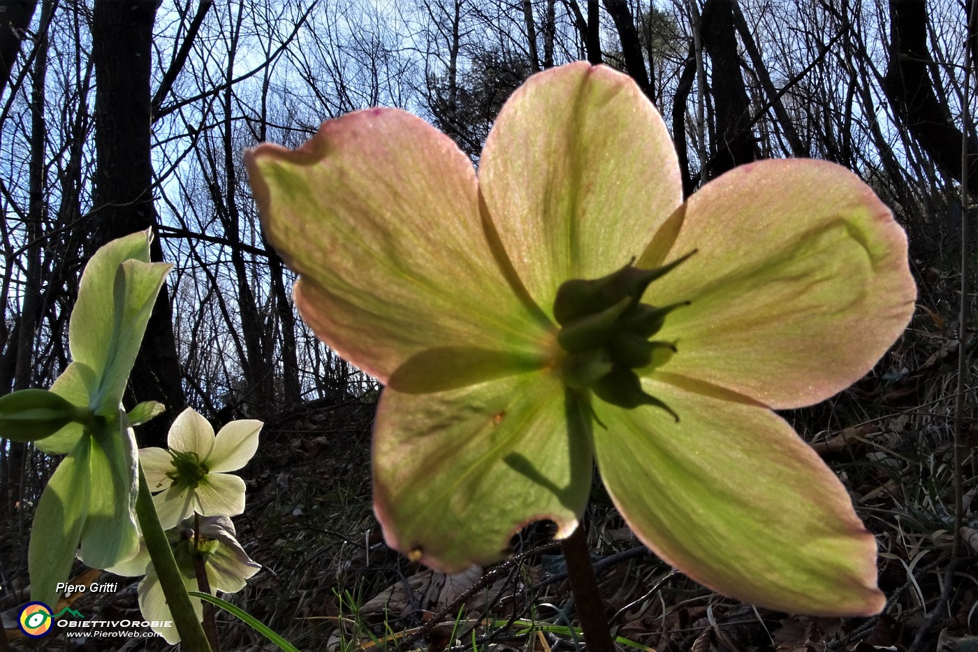 29  Rosa di Natale -Elleboro (Helleborus niger).JPG